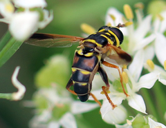 Meromacrus gloriosus