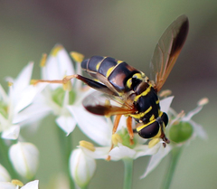 Meromacrus gloriosus