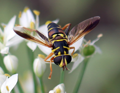 Meromacrus gloriosus