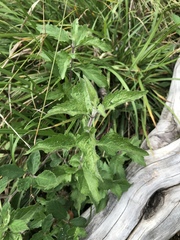 Eupatorium cannabinum corsicum