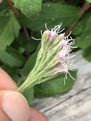 Eupatorium cannabinum corsicum