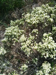 Diosma aspalathoides