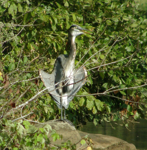 Great Blue Heron photographed in Georgia