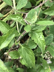 Eupatorium cannabinum corsicum
