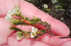 Diosma aspalathoides