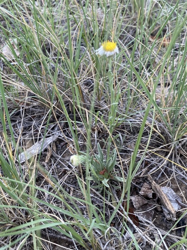 Hoary Fleabane (Erigeron canus)