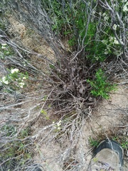 Diosma aspalathoides