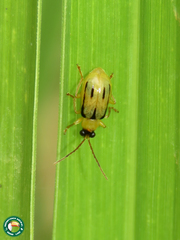 Diabrotica piceosignata