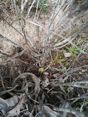 Diosma aspalathoides