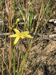 Bobartia longicyma