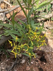 Senecio ovatus alpestris