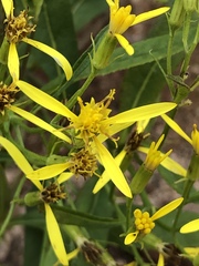 Senecio ovatus alpestris