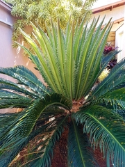 Cycas revoluta