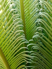 Cycas revoluta