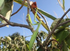 Mantis religiosa