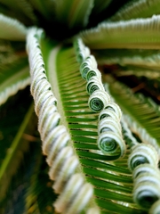 Cycas revoluta