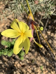 Bobartia longicyma