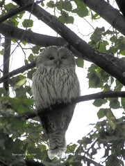 Strix uralensis