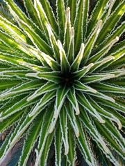Cycas revoluta