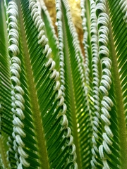 Cycas revoluta