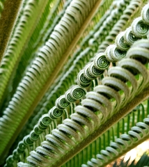 Cycas revoluta