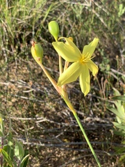 Bobartia longicyma
