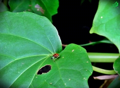 Diabrotica limitata