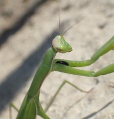 Mantis religiosa