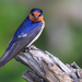 Welcome Swallow - Photo (c) Shane Walker, some rights reserved (CC BY), uploaded by Shane Walker
