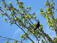 Turdus merula