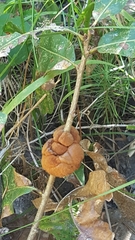 Disholcaspis spongiosa