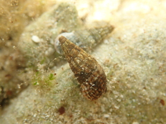 Lampanella minima