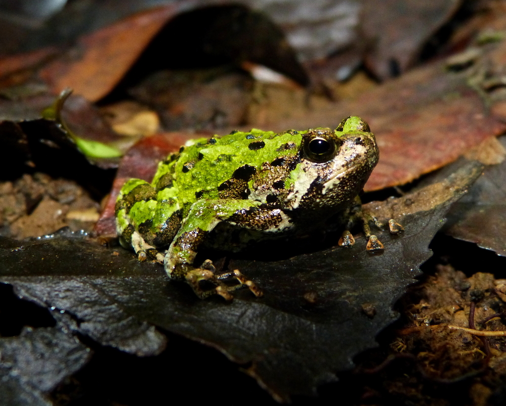 Marbled Rain Frog