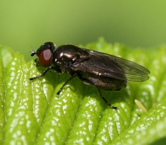 Melanogaster hirtella