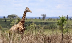 Giraffa camelopardalis antiquorum
