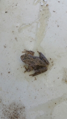 Pseudacris sierra