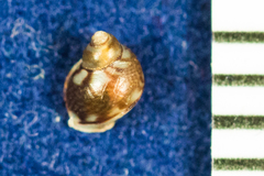 Eulithidium