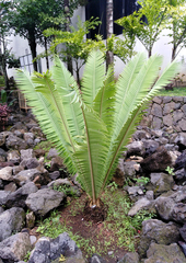 Dioon edule