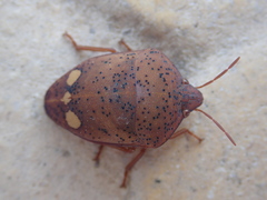 Solenosthedium bilunatum