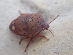 Solenosthedium bilunatum