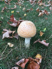 Amanita