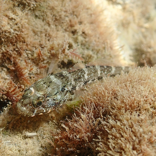 Rock Goby, photo 4 of 10