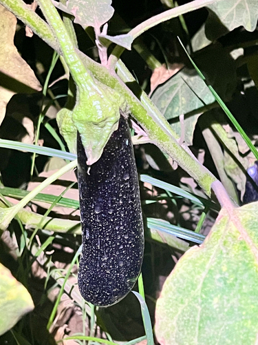 eggplant