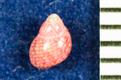 Eulithidium pulloides