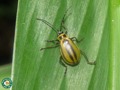 Isotes spilothorax