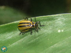 Isotes spilothorax