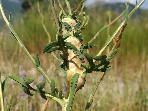 Timaspis phoenixopodos