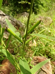 Crotalaria macrocalyx image