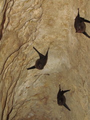 Balantiopteryx io