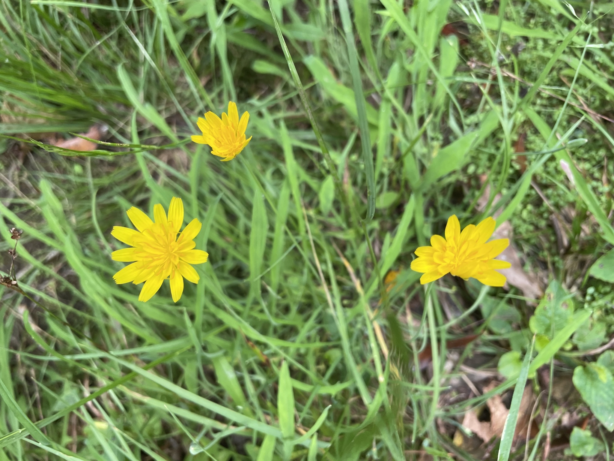 Mountain Dwarfdandelion (Krigia montana)